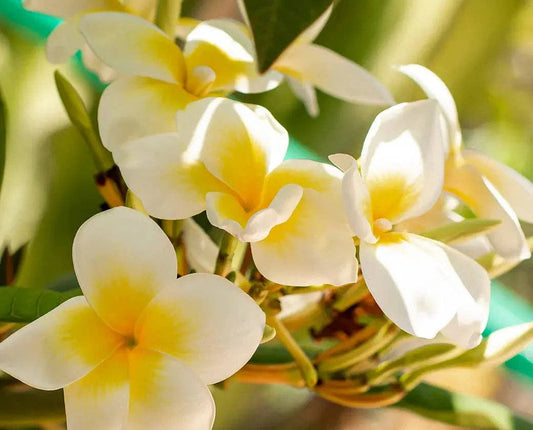 Fondants de cire parfumée français - Monoï de Tahiti