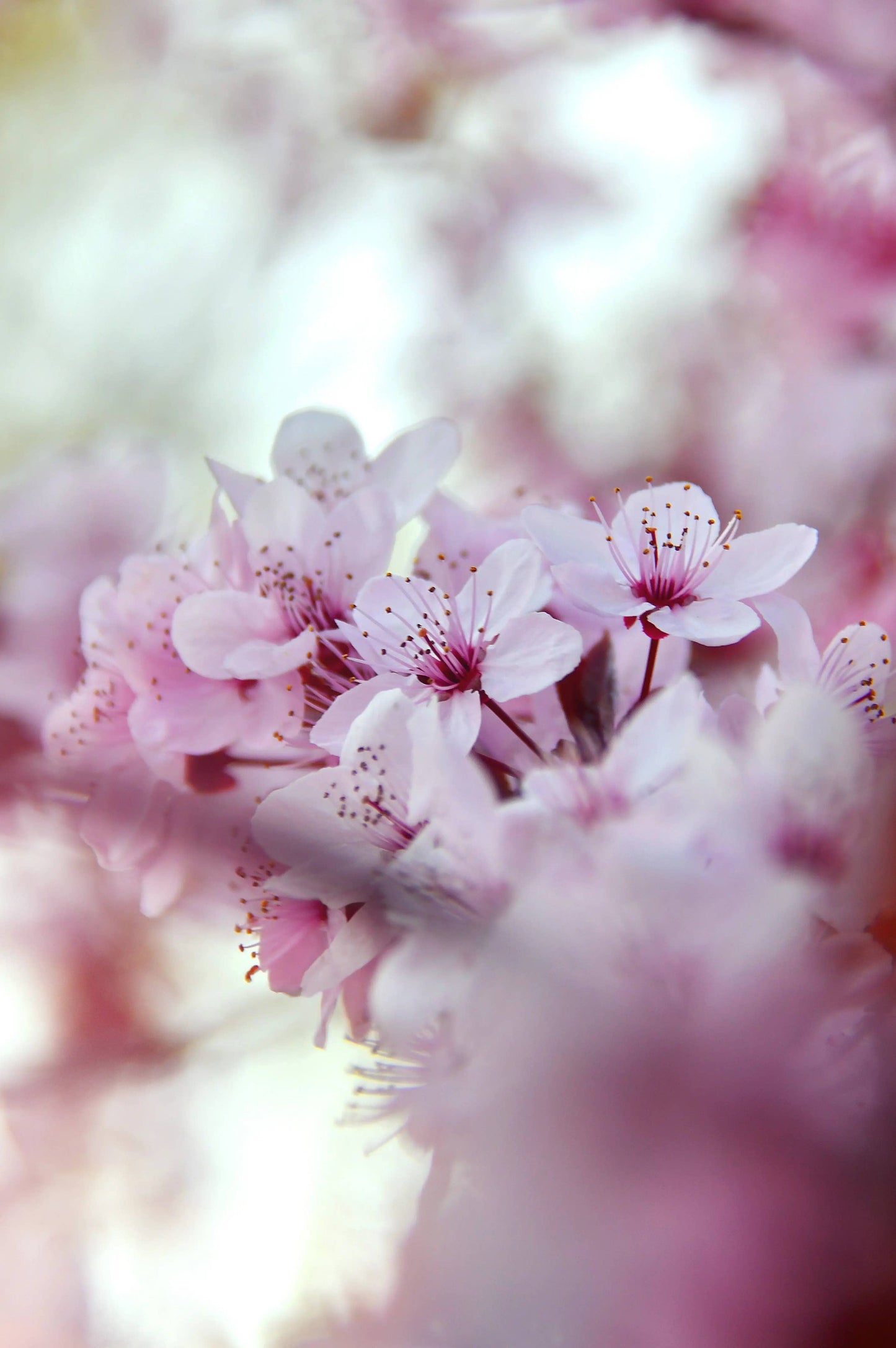 Fondants de cire parfumée français - Fleur de cerisier