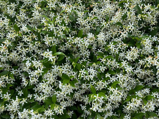 Fondants de cire parfumée français Jasmin
