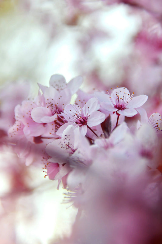 Fondants de cire parfumée français - Fleur de cerisier